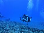 Hawaii Scuba divng 37