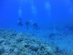 Hawaii Scuba divng 44