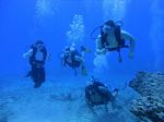 Hawaii Scuba divng 46