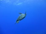 Hawaii Scuba divng 60