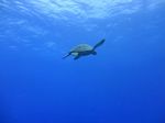 Hawaii Scuba divng 61