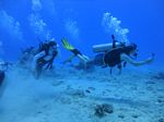 Hawaii Scuba divng 64