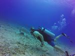 Hawaii Scuba divng 93