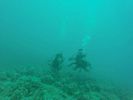 Hawaii Scuba divng 20