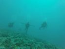 Hawaii Scuba divng 94