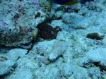 Hawaii Scuba divng 57