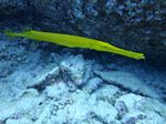 Hawaii Scuba divng 19