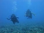 Hawaii Scuba divng 26