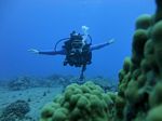 Hawaii Scuba divng 51