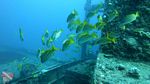 Hawaii scuba 02