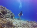 Hawaii Scuba divng 34
