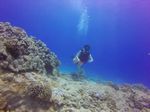 Hawaii Scuba divng 34