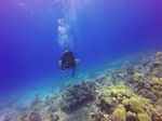 Hawaii Scuba divng 42