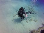 Hawaii Scuba divng 51