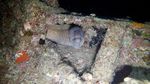 Hawaii Scuba divng 12
