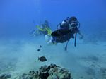 Hawaii Scuba divng 19