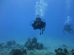 Hawaii Scuba divng 20