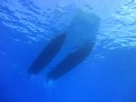 Hawaii Scuba divng 02