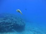 Hawaii Scuba divng 51