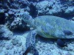 Hawaii Scuba divng 52