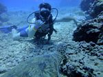 Hawaii Scuba divng 56