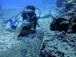 Hawaii Scuba divng 56