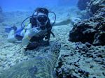 Hawaii Scuba divng 56