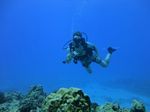 Hawaii Scuba divng 61