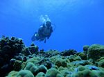 Hawaii Scuba divng 67