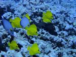 Hawaii Scuba divng 68