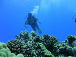 Hawaii Scuba divng 21