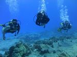 Hawaii Scuba divng 22