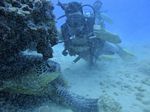 Hawaii Scuba divng 37