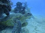 Hawaii Scuba divng 38