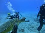 Hawaii Scuba divng 39