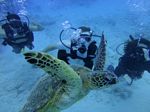 Hawaii Scuba divng 40