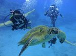 Hawaii Scuba divng 42