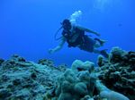 Hawaii Scuba divng 48