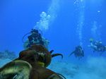 Hawaii Scuba divng 56