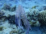 Hawaii Scuba divng 67