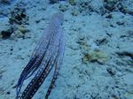 Hawaii Scuba divng 68