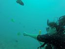 Hawaii Scuba divng 41