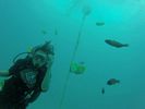 Hawaii Scuba divng 45