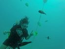 Hawaii Scuba divng 46