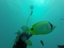 Hawaii Scuba divng 49