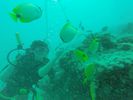 Hawaii Scuba divng 54