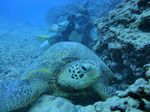 Hawaii Scuba divng 27