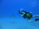 Hawaii Scuba divng 33