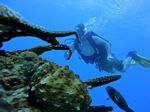 Hawaii Scuba divng 36