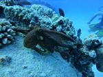 Hawaii Scuba divng 47